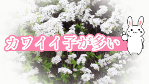 カワイイ子が多い